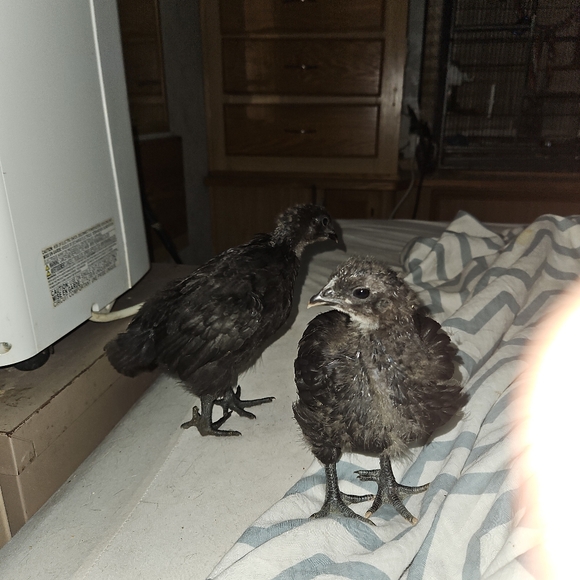 Meet your Posher, Thanh - Picture 4 of 10